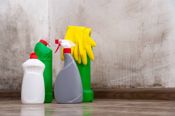 Why You Should Choose Our Mold Remediation Services in Edwards Af, CA